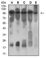 1 - Anti-CD131 Antibody AP95784