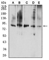 1 - Anti-CD114 Antibody AP95785