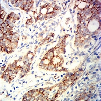 19 - Anti-Beta-catenin Antibody AP95787