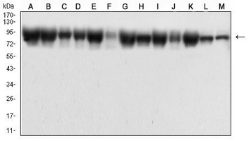 1 - Anti-Beta-catenin Antibody AP95787