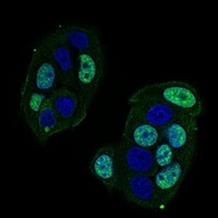 3 - Anti-CTNNBL1 Antibody AP95788