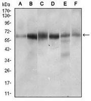 1 - Anti-CTNNBL1 Antibody AP95788