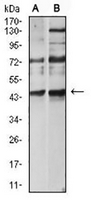 1 - Anti-CD183 Antibody AP95789