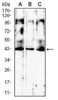 1 - Anti-CD186 Antibody AP95790