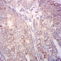 19 - Anti-Cytochrome c Antibody AP95791