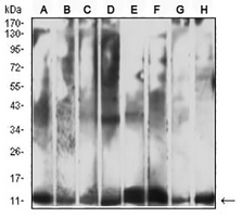1 - Anti-Cytochrome c Antibody AP95791