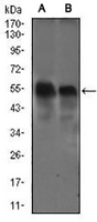1 - Anti-DCTN4 Antibody AP95793