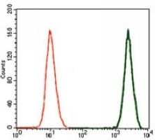 4 - Anti-Doublecortin Antibody AP95794