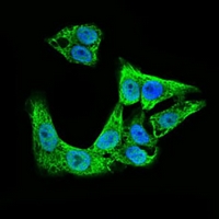 3 - Anti-Doublecortin Antibody AP95794