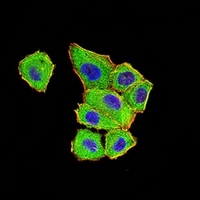 3 - Anti-DDX1 Antibody AP95795