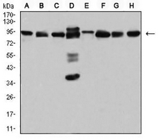 1 - Anti-DDX1 Antibody AP95795