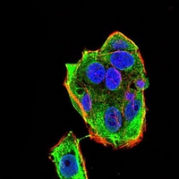 3 - Anti-Gemin3 Antibody AP95796