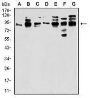 1 - Anti-Gemin3 Antibody AP95796