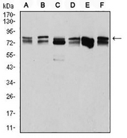 1 - Anti-DDX3X Antibody AP95797