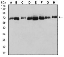 1 - Anti-DDX5 Antibody AP95798