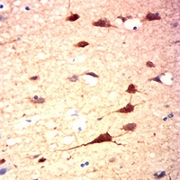 19 - Anti-PSD95 Antibody AP95800
