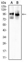 1 - Anti-PSD95 Antibody AP95800