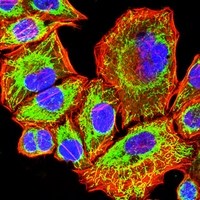 3 - Anti-DLL3 Antibody AP95801