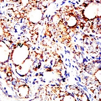 19 - Anti-DLL3 Antibody AP95801
