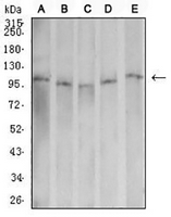 1 - Anti-Dynamin 2 Antibody AP95802