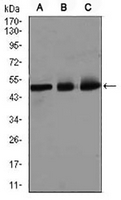 1 - Anti-E2F1 Antibody AP95805
