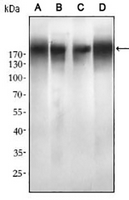 1 - Anti-EGFR Antibody AP95806