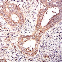 19 - Anti-eIF2 alpha Antibody AP95807