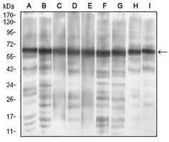 1 - Anti-eIF2 alpha Antibody AP95807