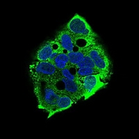 3 - Anti-eIF2 alpha Antibody AP95808