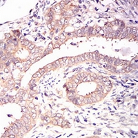 19 - Anti-eIF2 alpha Antibody AP95808