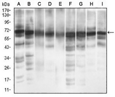 1 - Anti-eIF2 alpha Antibody AP95808
