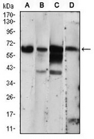 1 - Anti-PKR Antibody AP95809
