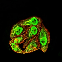 3 - Anti-EIF2B3 Antibody AP95810