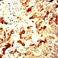 19 - Anti-EIF2B3 Antibody AP95810
