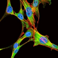 3 - Anti-EIF4B Antibody AP95811