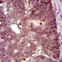 19 - Anti-EIF4B Antibody AP95811
