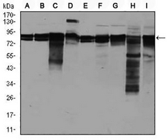 1 - Anti-EIF4B Antibody AP95811