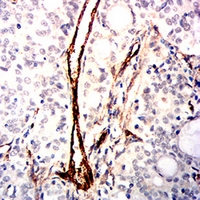 19 - Anti-CD105 Antibody AP95814