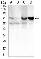 1 - Anti-CD105 Antibody AP95814