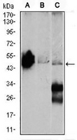 1 - Anti-Gamma-enolase Antibody AP95815