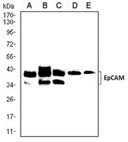 1 - Anti-CD326 Antibody AP95816