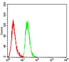 4 - Anti-ERCC1 Antibody AP95817