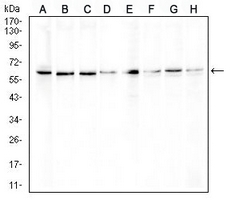 1 - Anti-ERCC1 Antibody AP95817
