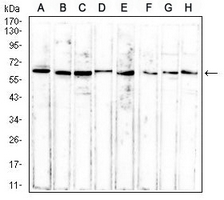1 - Anti-ERCC1 Antibody AP95818