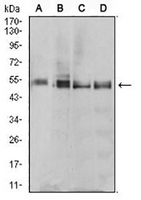 1 - Anti-eTF1 Antibody AP95821