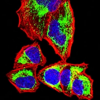 3 - Anti-ETFA Antibody AP95822