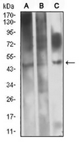 1 - Anti-CD361 Antibody AP95823
