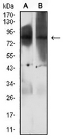 1 - Anti-EZH1 Antibody AP95824
