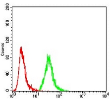 4 - Anti-Ezrin Antibody AP95825