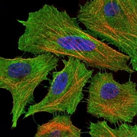 3 - Anti-CD95 Antibody AP95826
